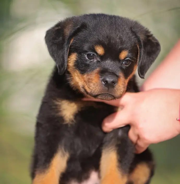 rottweiler-retreat puppies for sale - Lucy