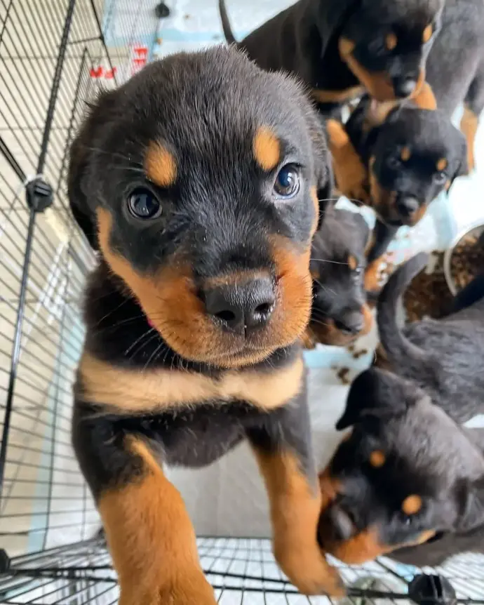 rottweiler-retreat puppies for sale - Avril