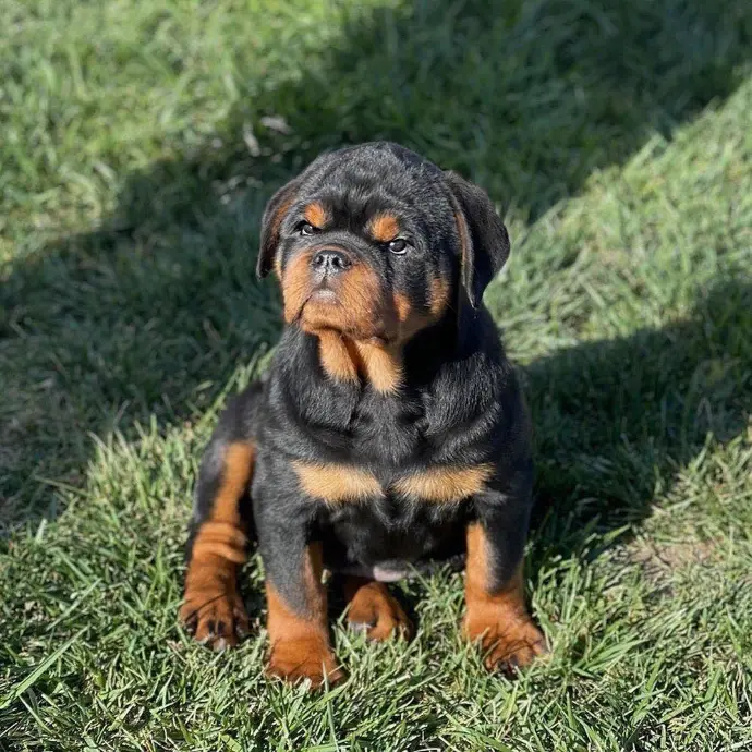 rottweiler-retreat puppies for sale - chester