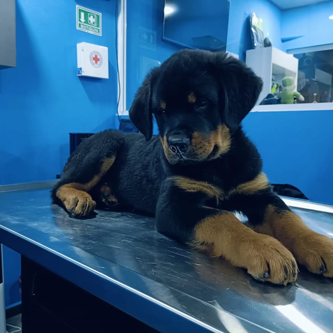 Our rottweiler puppy at the vet
