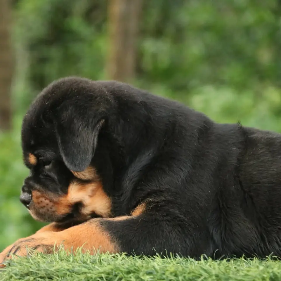 Our rottweiler puppy playing on the grass